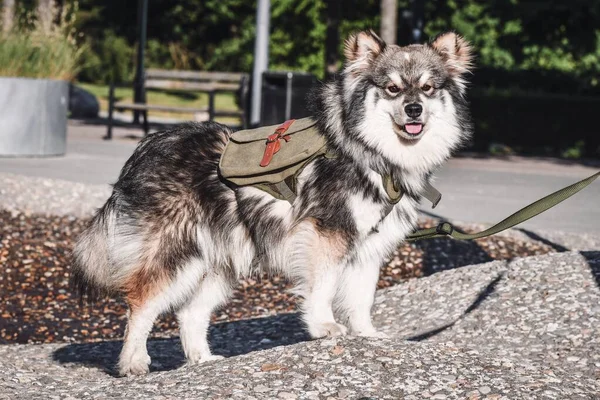 Porträtt Renrasig Finsk Hundvalp Ryggsäck Staden — Stockfoto