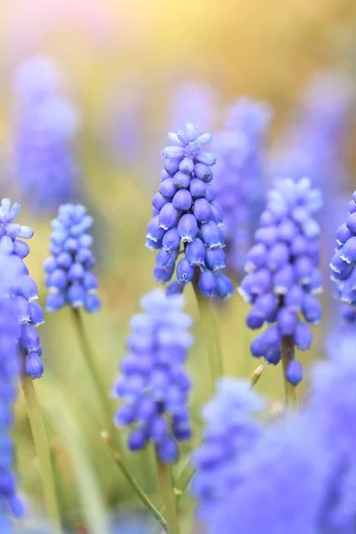 Close Macro Van Paarse Bloemen Het Voorjaar — Stockfoto