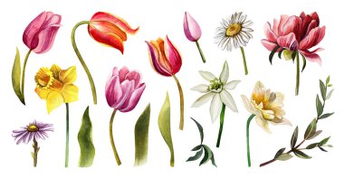 Bahar çiçekleri seti. Suluboya el çizimi laleler, nergisler, yeşil yapraklar, papatya, şakayık. 