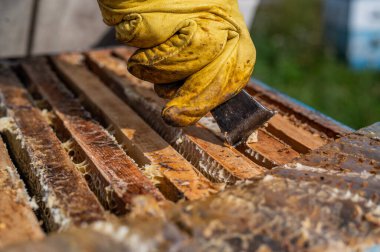 Arı kovanında bal hasadı. Arılar bal peteğinde. Arıcı, balmumunu balla çerçeveyi çıkarmak için kaldırır.