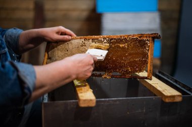 Arıcı balmumu çıkarmak ve çıkarmak için bir kazıyıcı ile bal peteğini açar.