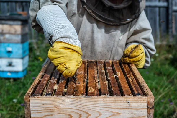 Урожай меда на пасеке. Пчелы на сотах. Пчеловод удаляет лишний медовый воск, чтобы вытащить раму с медом. — стоковое фото
