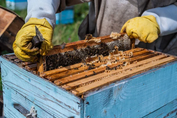 Apicultores colocando bandejas de panal con abejas de nuevo en la colmena, apicultores preparándose para cosechar miel en el colmenar. —  Fotos de Stock