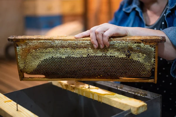 Descubriendo los panales con el rascador a mano, cosecha de miel. —  Fotos de Stock