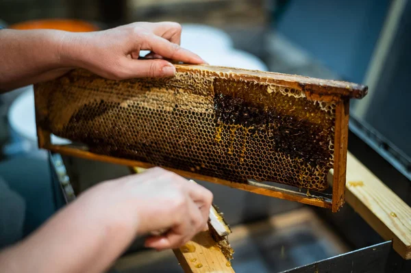 Mano usando un rascador para obstruir panales con miel en un marco. Apicultor Unseal Honeycomb. —  Fotos de Stock