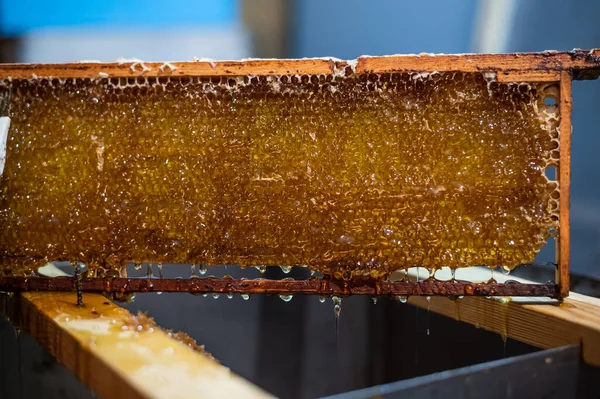 Primer plano del apicultor extrayendo miel del panal con un rascador en el colmenar —  Fotos de Stock