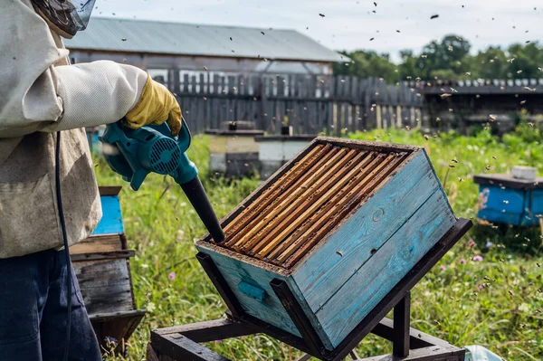 Pszczelarz używa dmuchawy, by odsunąć pszczoły na bok. Pszczoły roją się w zbiorniku. Pszczelarz obsługuje pojemnik z królową pszczół — Zdjęcie stockowe