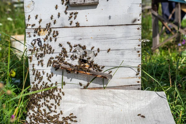 Szczegóły zatłoczonej bramy do drewnianego ula pszczół. Pszczoły przylatujące z nogami owiniętymi żółtym pyłkiem. Pszczoły opuszczają rój i latają po nową porcję pyłku. Produkcja słodkiego miodu. Pszczoły ciężko pracują — Zdjęcie stockowe