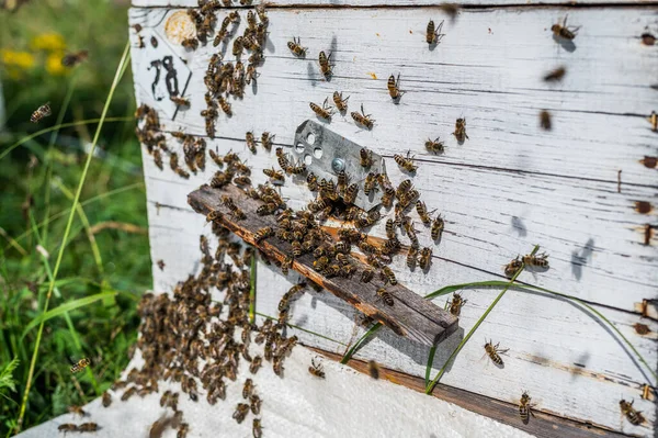 A zsúfolt kapu részletei fából készült méhkaptárba. Sárga virágporral borított lábakkal érkező méhek. A méhek elhagyják a kaptárt és új pollenért repülnek. Édes méz előállítása. Méhek keményen dolgoznak — Stock Fotó