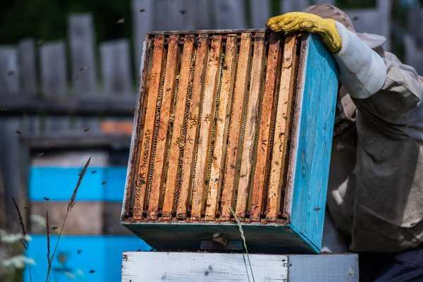 Крупный план открытого улья с кадрами, населенными пчелами. Медовые пчёлы ползают в открытом улье на сотах из дерева меда, выполняя командную работу.. — стоковое фото