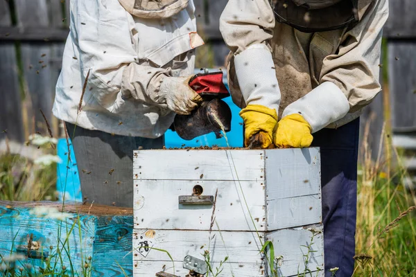 Экологическое пчеловодство и производство меда. Пчеловод дезинфицирует пчел дымом, чтобы удалить соты с пасеки. Процесс бипикинга. — стоковое фото