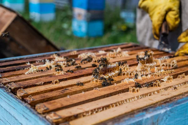 Крупним планом вид відкритого вулика, що показує рами, населені медовими бджолами. Медоносні бджоли повзають у відкритому вулику на стільникових дерев'яних стільницях, які виконують командну роботу . — стокове фото