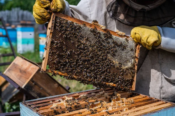 Apicultor está trabajando con abejas y colmenas en el colmenar. —  Fotos de Stock