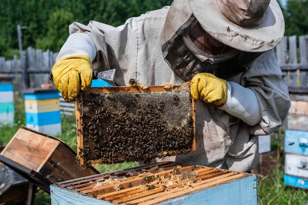 Макро-снимок пчел в сотах. Мужские руки пчеловода вынимают часть улья. — стоковое фото
