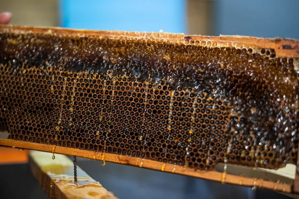 Descobrindo os favos de mel com o raspador à mão, colheita de mel. — Fotografia de Stock