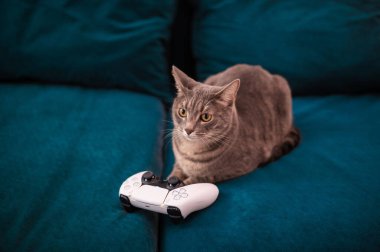 Yeni çift duyulu ps5 için dinamik adaptif tetikleyiciler ve derin haptik geri besleme ile denetleyici. Şirin kedi yeni nesil PlayStation 5 oyun konsolu için oyun platformunun yanında oturuyor. Moskova - 28 Kasım 2020.