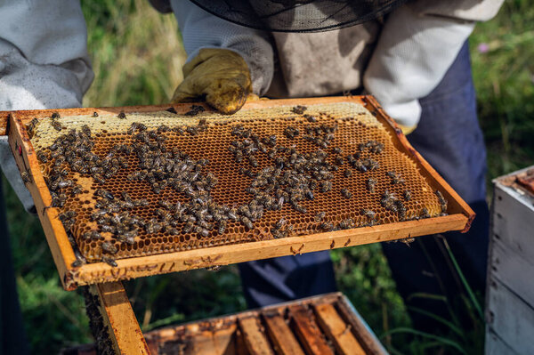 Beekeeper inspecting his honey bees in white beehives on a farm.
