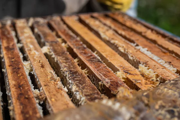 Vista de cerca de la colmena abierta que muestra marcos poblados por abejas melíferas. Abejas de miel se arrastran en una colmena abierta en panal de abejas de madera haciendo trabajo en equipo. —  Fotos de Stock