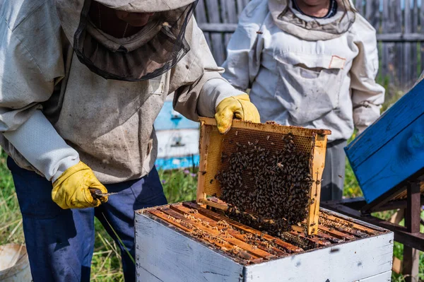 Пожилые пчеловоды осматривают соты. Семейный пасечный бизнес. — стоковое фото