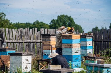 Arıcılık, koruyucu kıyafetli yaşlı bir adam arıları dezenfekte ederek arıların kovanlarından bal hasadını kontrol etmek için güneşli bir günde arıları temizler..