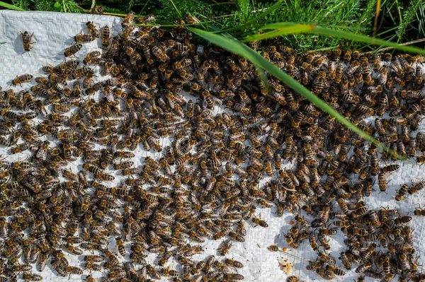 Um enxame de abelhas rastejando, macro tiro. Uma colónia de abelhas rastejando sobre um fundo branco. apicultura, pequenas empresas, apiário em casa. — Fotografia de Stock
