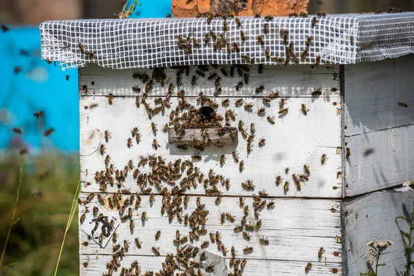 Abeja de cerca. Abejas en la colmena de abejas. Enjambre de abejas —  Fotos de Stock