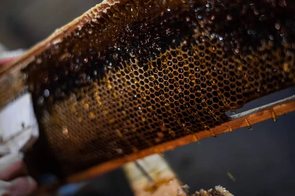 Mano usando un rascador para obstruir panales con miel en un marco. Apicultor Unseal Honeycomb. —  Fotos de Stock