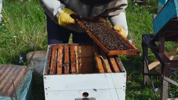 인간은 자연의 꿀을 생산하는 한 생태계 회사에서 벌통을 가지고 일 한다. 벌 농장 양봉원에서 벌을 살펴보고 있는 양봉가. — 비디오