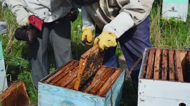 Agricultores examinando abelhas em uma colmeia de abelhas e usando ferramenta de fumaça. Apiarista de chapéu protetor olhando para favo de mel no apiário. — Vídeo de Stock