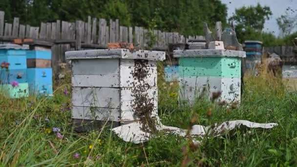 Včely lítají dovnitř a ven vchodem dřevěného včelího úlu na včelíně. Včelí domy na včelí farmě - rodinný místní eko byznys. — Stock video