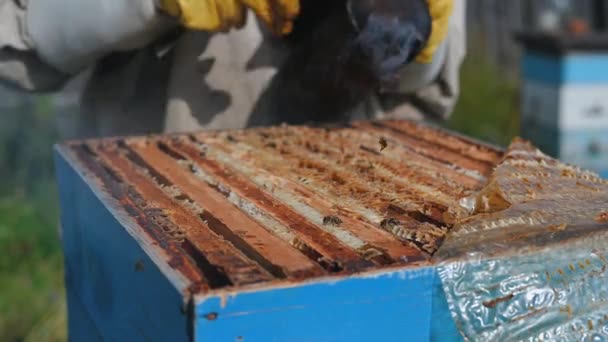 Człowiek pracuje z ulem w rodzinnym biznesie ekologicznym produkującym naturalny miód. Zbliżenie pszczelarza za pomocą narzędzia dymnego lub dezynfektora do sprawdzania plastrów miodu. — Wideo stockowe