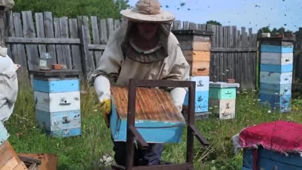 인간은 자연의 꿀을 생산하는 한 생태계 회사에서 벌통을 가지고 일 한다. 양봉가가 녹색 바탕에 있는 벌 농장에서 벌을 관찰하고 있다. — 비디오