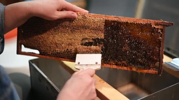 Producción de productos ecológicos naturales en una granja familiar. Apicultor destapando células de miel para extraer miel. — Vídeo de stock