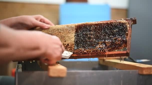 Пчеловод соскребает восковые шапки с рамы улья из медовых пчел, чтобы извлечь свежий мед. — стоковое видео
