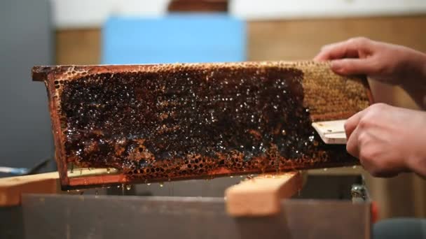 Produire des écoproduits naturels dans une entreprise agricole familiale. Apiculteur décapsulant les cellules de miel pour extraire le miel. — Video