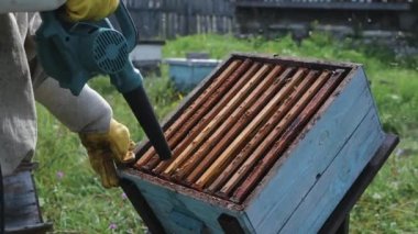 Arıcı arıları bir kenara atmak için hava üfleme cihazı kullanıyor. Arılar konteynırda toplanır.