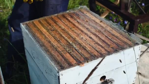 Bal çıkartma için arı kovanı hazırlama. — Stok video