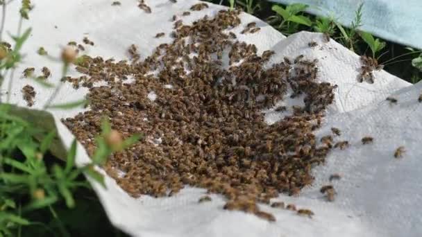 Sekawanan lebah merangkak, tembakan makro di 4k. Koloni lebah merangkak di latar belakang putih. Peternakan lebah, usaha kecil, peternakan lebah rumahan. — Stok Video