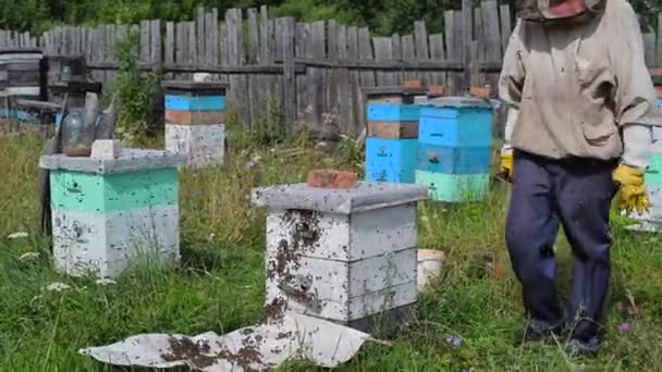 L'apicoltore sta lavorando con api e alveari sull'apiario. — Video Stock