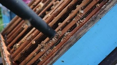 Arıcı arıları bir kenara atmak için hava üfleme cihazı kullanıyor. Arılar konteynırda toplanır. Arıcı, kraliçe arının haznesiyle ilgilenir.