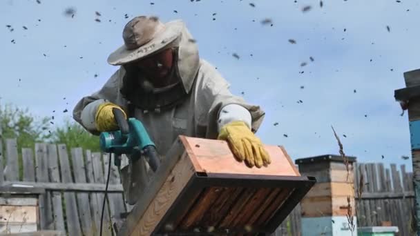 Beekeeper uses air blower to brush bees aside. Bees swarm in collection container. — Stockvideo