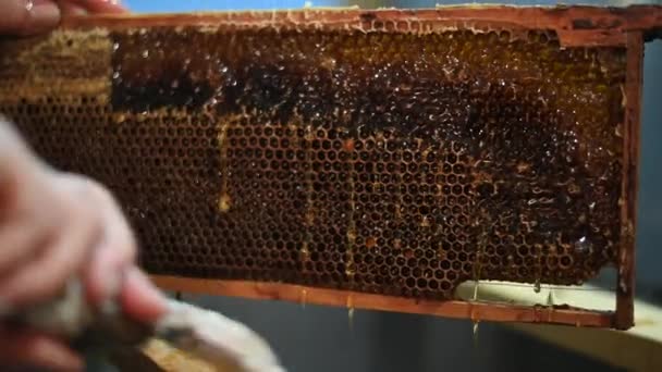 Décapsulage peigne de miel. Du miel frais dans un nid d'abeille. Apiculture biologique. Ferme d'abeilles mellifères biologique. Cellules de cire, une colonie d'abeilles mellifères, un nid d'abeille en gros plan. — Video