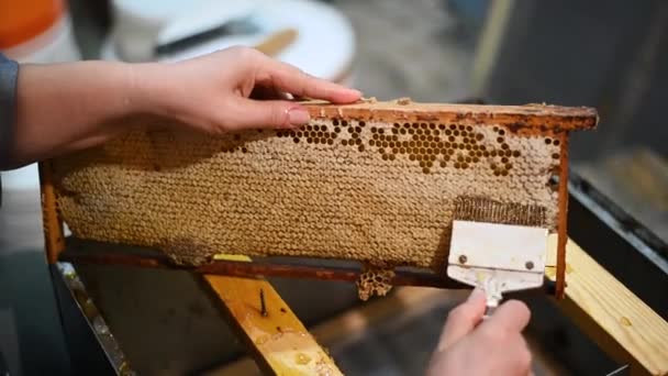 Odhalení plástve s škrabkou ručně, sklizeň medu. — Stock video