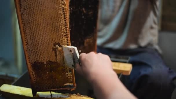Apicultor raspando as tampas de cera em uma moldura de colmeia de abelhas para extrair mel fresco. — Vídeo de Stock