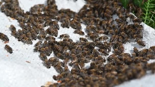 Sok méh tér vissza a méhkasba. Méhek nyüzsögnek virágokból nektárt gyűjtve. Egészséges ökológiai gazdálkodásból származó méz — Stock videók