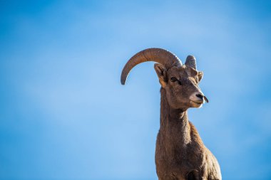 Utah, Zion Ulusal Parkı 'ndaki Superstition Dağları' nın kıyısında duran güzel Bighorn Koyunları.