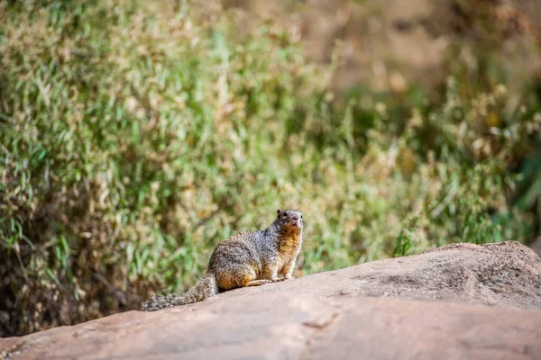 Retrato de ardilla sobre una roca en la naturaleza — Foto de Stock