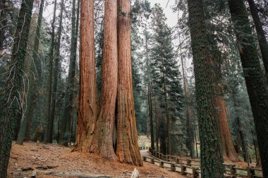 Sequoia Ulusal Parkı, Kaliforniya 'daki dev Sequoia ağaçlarının tepelerinden alınmış.