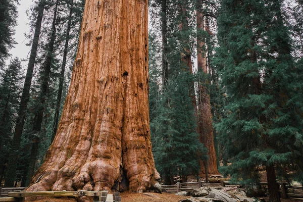 Obří sekvoje tyčící se nad zemí v Národním parku Sequoia v Kalifornii za mlhavého odpoledne — Stock fotografie