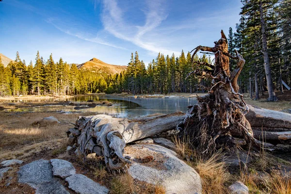 Escena de invierno en el lago en el Parque Nacional Yosemite, Califronia, EE.UU. Árbol caído frente a un lago con pinos y montañas sobre un fondo. — Foto de Stock